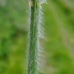 Attēlu rezultāti vaicājumam “Brachypodium sylvaticum flower”