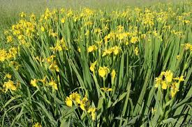 Attēlu rezultāti vaicājumam “Iris pseudacorus flower”