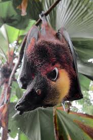 Attēlu rezultāti vaicājumam “Chiroptera”