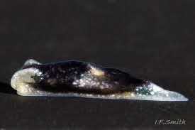 Attēlu rezultāti vaicājumam “Lophozia capitata”