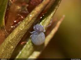 Attēlu rezultāti vaicājumam “Lycogala sphaeroconicum macro”