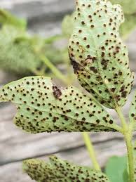 Attēlu rezultāti vaicājumam “Pucciniales”