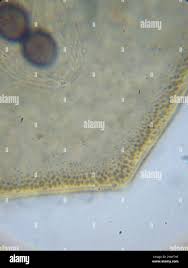 Attēlu rezultāti vaicājumam “Licea minima”