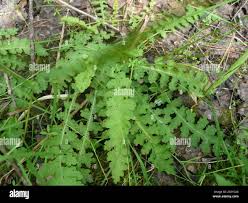 Attēlu rezultāti vaicājumam “Pedicularis sceptrum-carolinum leaf”