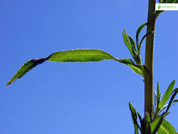 Attēlu rezultāti vaicājumam “Achillea salicifolia leaf”