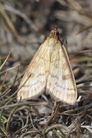 Attēlu rezultāti vaicājumam “Mecyna flavalis”