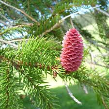 Attēlu rezultāti vaicājumam “Picea abies female flower”
