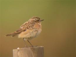 Attēlu rezultāti vaicājumam “Saxicola rubetra juvenile”