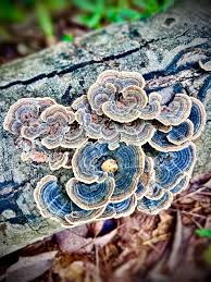 Attēlu rezultāti vaicājumam “Didymium tussilaginis”