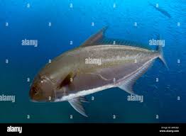 Image result for Seriola rivoliana