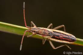 Attēlu rezultāti vaicājumam “Myrmus miriformis”