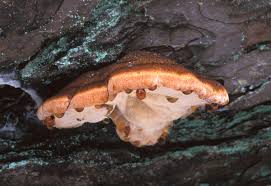 Attēlu rezultāti vaicājumam “Ischnoderma benzoinum”