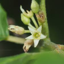 Attēlu rezultāti vaicājumam “Frangula alnus flower”