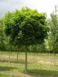 Attēlu rezultāti vaicājumam “Diderma globosum”