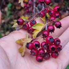 Attēlu rezultāti vaicājumam “Crataegus x macrocarpa fruit”