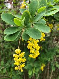 Attēlu rezultāti vaicājumam “Berberis”