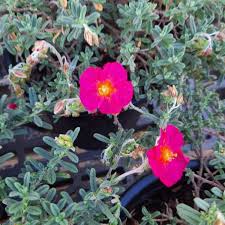 Attēlu rezultāti vaicājumam “Helianthemum x hybridum”