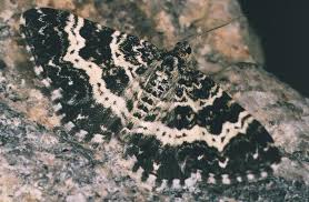 Attēlu rezultāti vaicājumam “Epirhoe tristata”