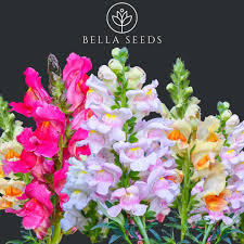 Attēlu rezultāti vaicājumam “Antirrhinum majus flower”