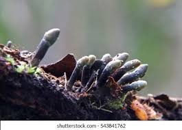 Attēlu rezultāti vaicājumam “Holwaya mucida”