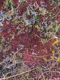 Attēlu rezultāti vaicājumam “Sphagnum capillifolium”