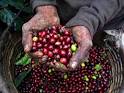 Coffee Reaches Record Price The Panama Digest