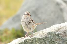 Image result for Zonotrichia leucophrys