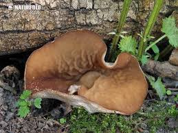 Attēlu rezultāti vaicājumam “Disciotis venosa”