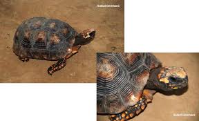 Attēlu rezultāti vaicājumam “Licea chelonoides sessile”