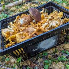 Attēlu rezultāti vaicājumam “Lycogala botrydium young”