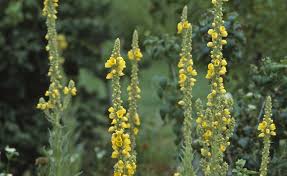 Image result for Königskerzen