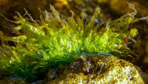 Attēlu rezultāti vaicājumam “Enteromorpha sp.”