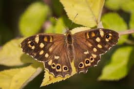 Attēlu rezultāti vaicājumam “Pararge aegeria”