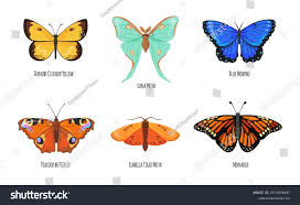 Attēlu rezultāti vaicājumam “Lepidoptera”