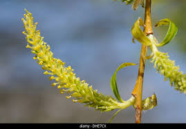 Attēlu rezultāti vaicājumam “Salix myrsinifolia male flower”