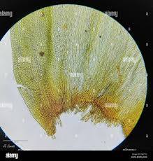 Attēlu rezultāti vaicājumam “Leucodon sciuroides”