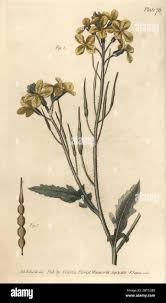 Attēlu rezultāti vaicājumam “Raphanus raphanistrum”