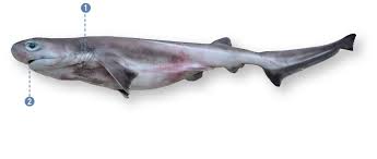 Image result for Hexanchus griseus