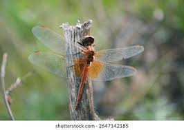 Attēlu rezultāti vaicājumam “Sympetrum flaveolum”