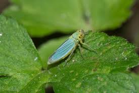 Attēlu rezultāti vaicājumam “Cicadella viridis female”