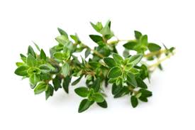 Image result for Thymian