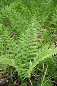 Attēlu rezultāti vaicājumam “Athyrium filix-femina”