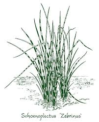 Attēlu rezultāti vaicājumam “Schoenoplectus lacustris subsp. glaucus”