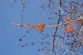 Attēlu rezultāti vaicājumam “Acer saccharinum flower”