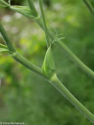 Attēlu rezultāti vaicājumam “Laserpitium latifolium leaf”