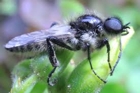 Attēlu rezultāti vaicājumam “Bibionidae female”