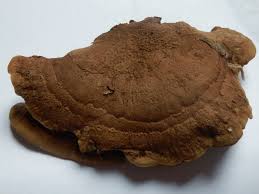 Attēlu rezultāti vaicājumam “Gloeophyllum trabeum”