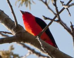 Image result for Piranga olivacea