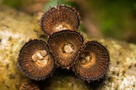 Attēlu rezultāti vaicājumam “Cyathus striatus”