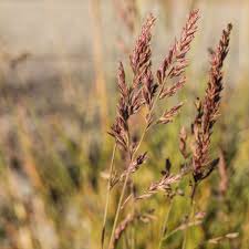 Attēlu rezultāti vaicājumam “Festuca rubra subsp. rubra fruit”